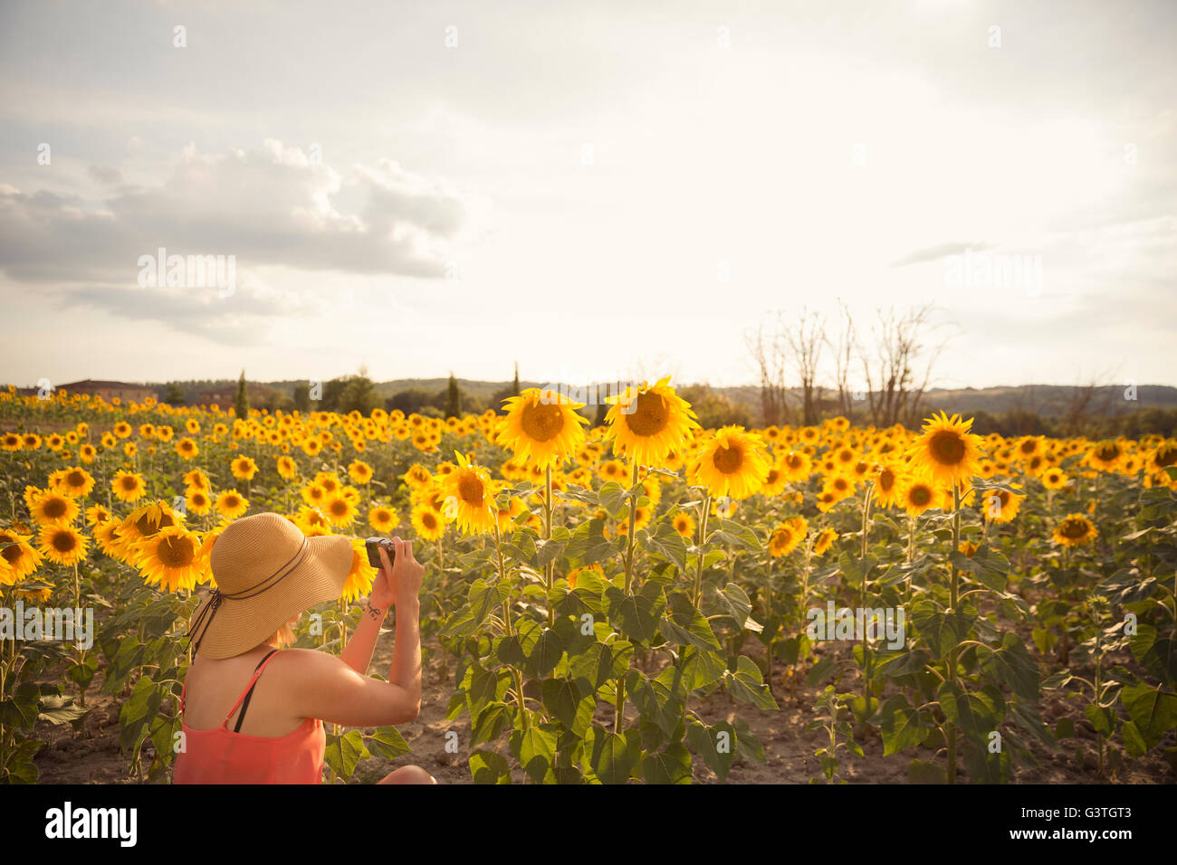 Italien, Toskana, Frau nehmen Foto von Sonnenblumenfeld Stockfoto