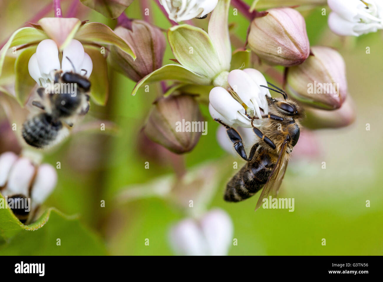 Weiße Blume Honigbiene Poke Milkweed Asclepias exaltata, Bienenblume aus nächster Nähe Stockfoto