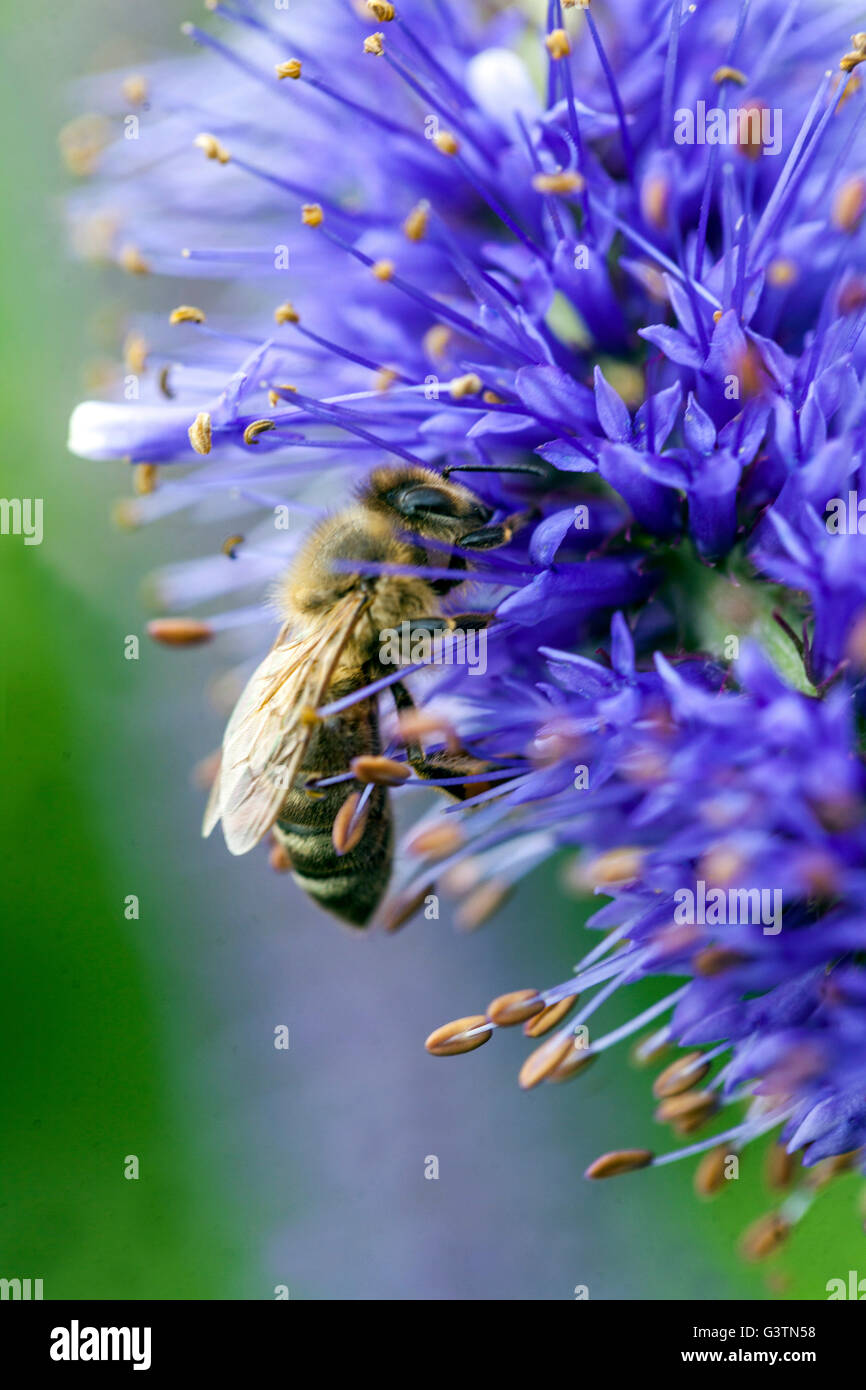 Veronicastrum sachalinense, Biene auf Blume Stockfoto