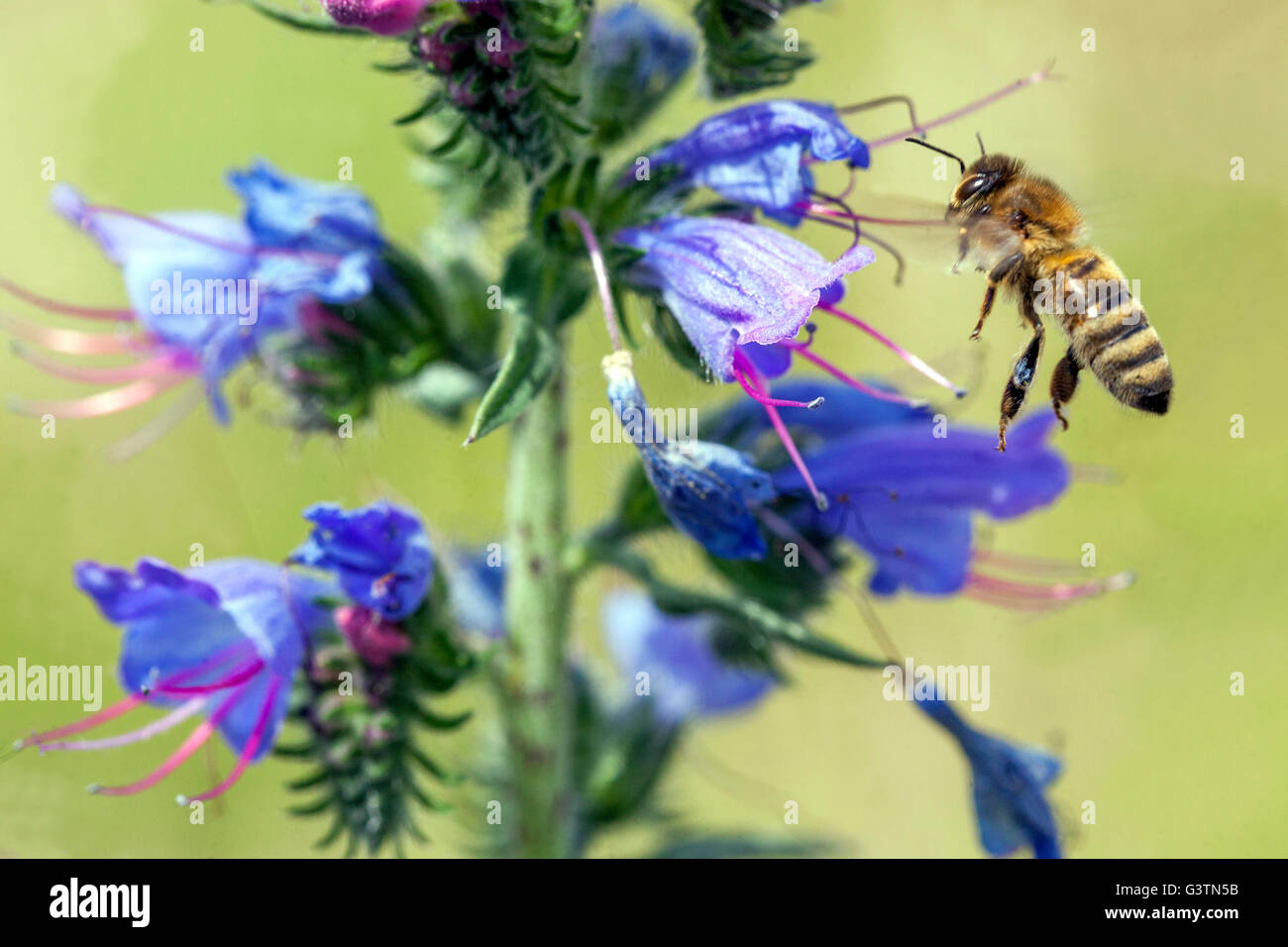 Honigbiene Fliegen zu Flower Echium vulgare Vipers Bugloss Blueweed Bee Fliegen auf Flower Vipers Bugloss Echium APIs mellifera Bee auf der Suche nach Insekten Stockfoto