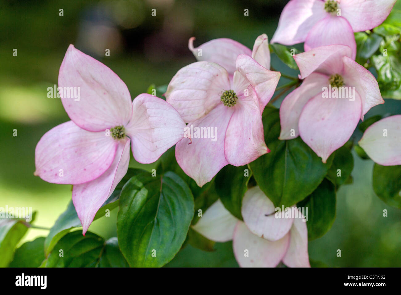 Hartriegel, Cornus Kousa atomi', rosa Blütenblätter Stockfoto