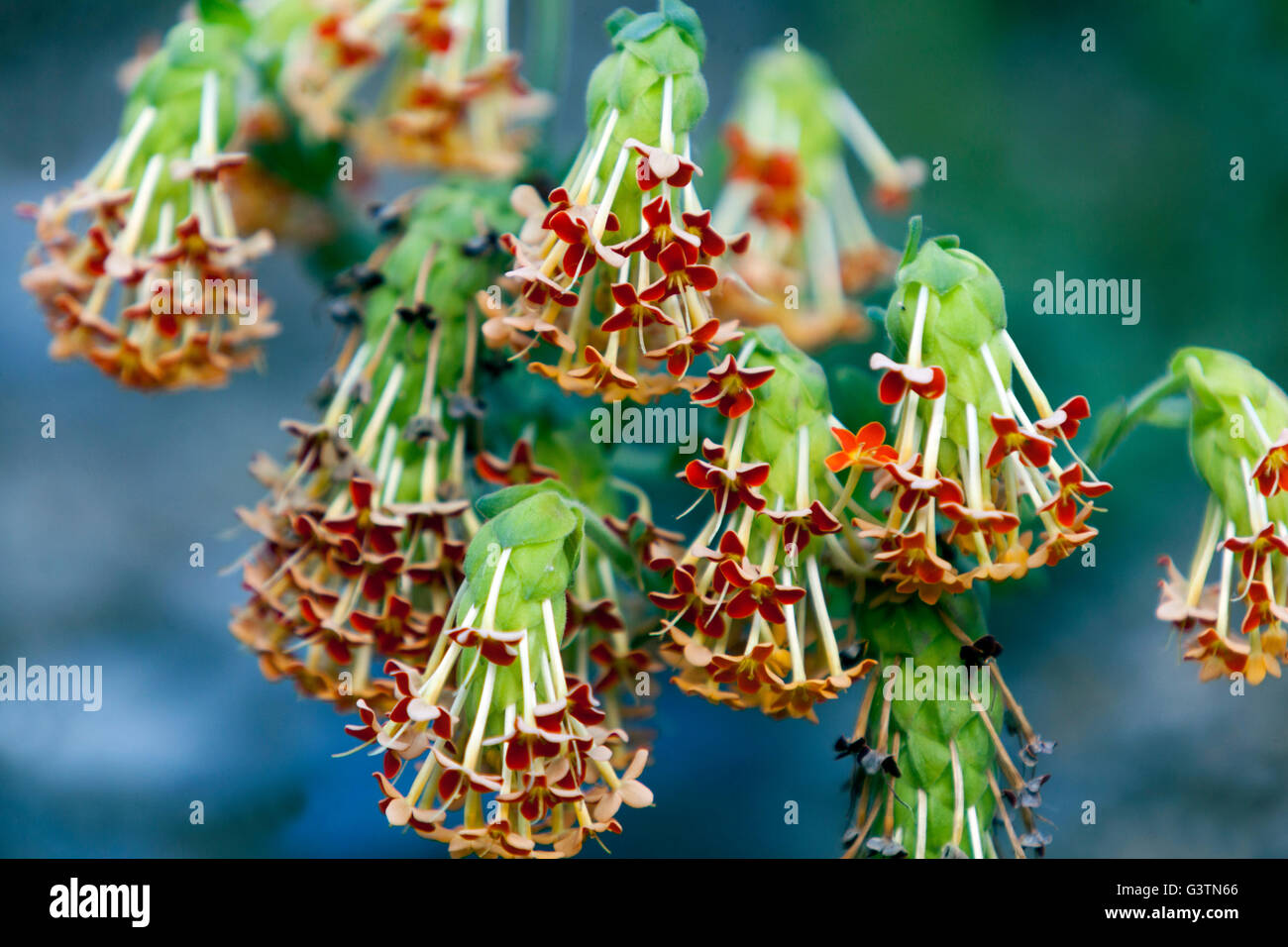 Glumicalyx Goseloides Schokolade duftende Blumen Stockfoto