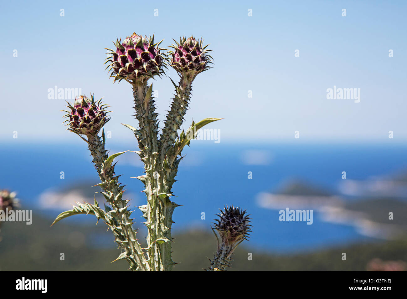 Eine Nahaufnahme einer einheimischen kroatischen Blume mit Blick auf Insel Lastovo Stockfoto