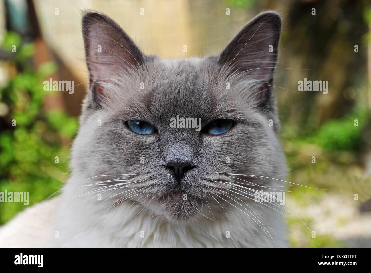 Kopf der Ragdoll-Katze (Teil) mit blauer Eyesragdoll Stockfoto