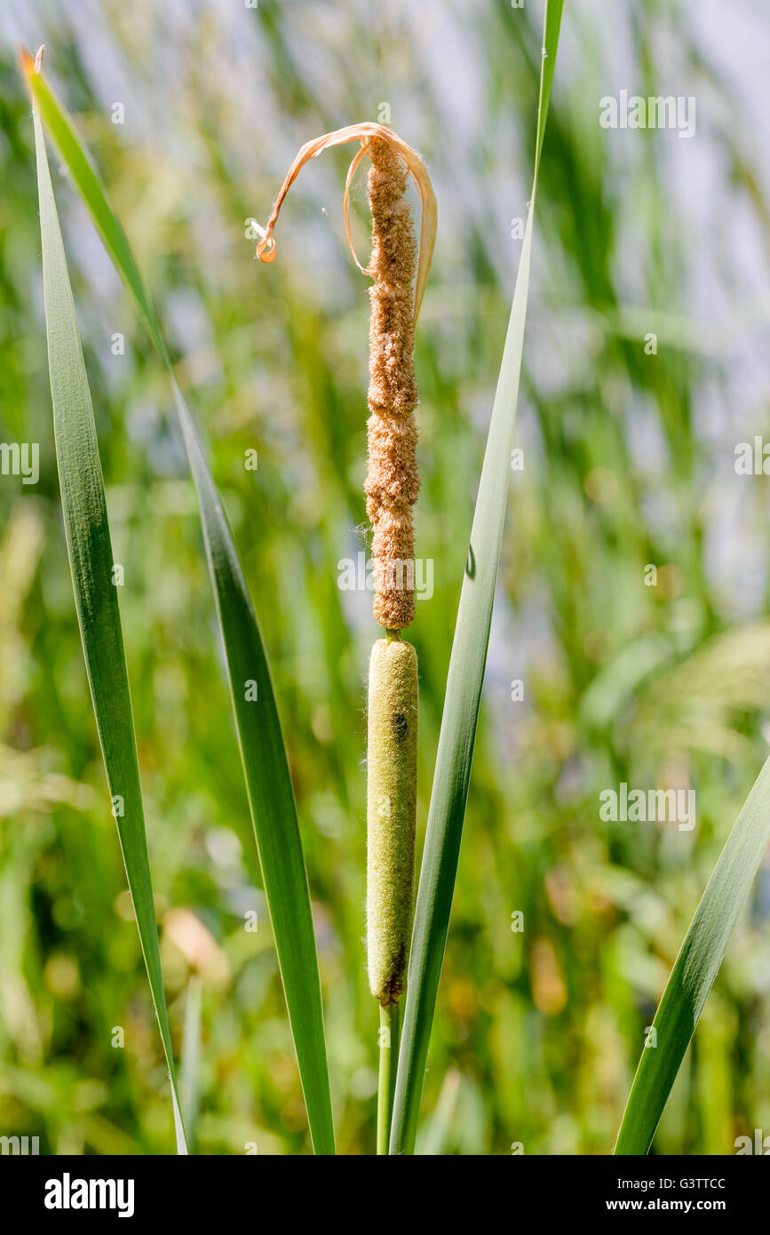 Detail der Typha Latifolia Reed Blume nahe dem See im Frühjahr Stockfoto