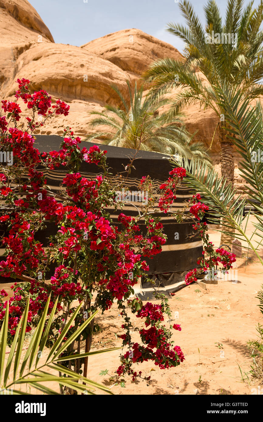 Wüste blüht. Wadi Rum Jordan Stockfoto