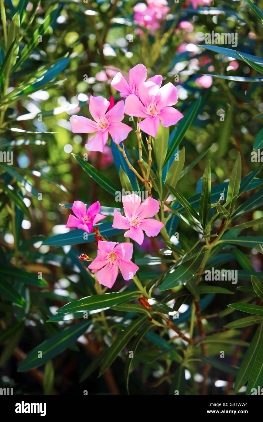 Oleander Stockfoto