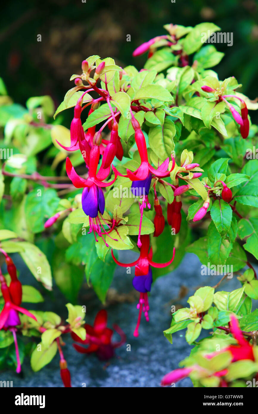 Fuchsie fehlt RICARTONII Stockfoto
