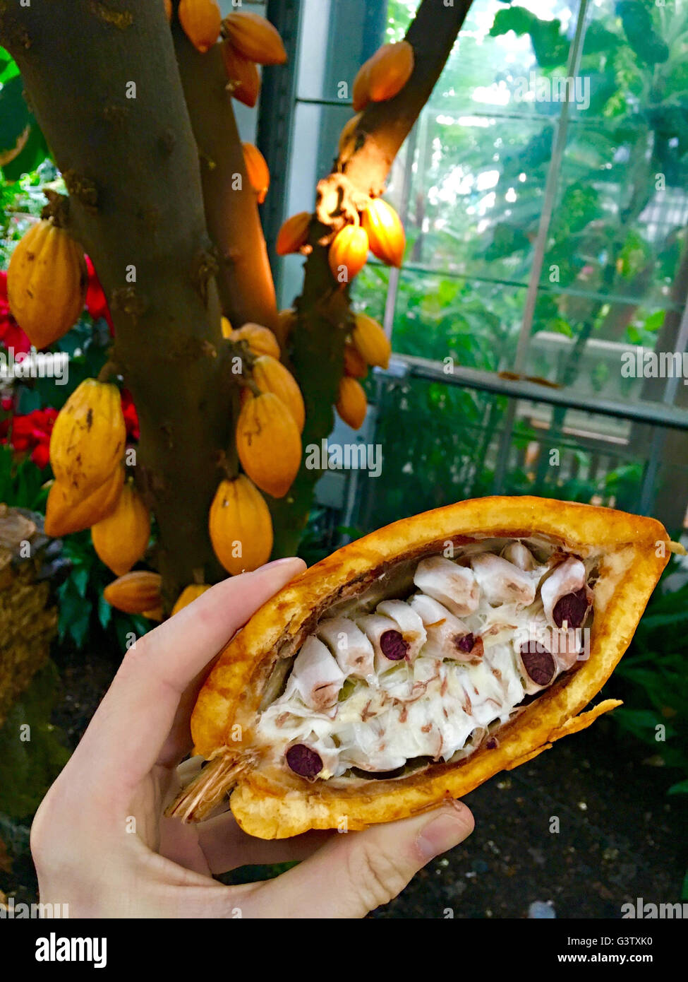 Das Fleisch im Inneren eine Reife Kakaofrucht Conservatory Garden Court in der United States Botanic Garden 13. Juni 2016 in Washington, DC. Kakaofrüchte werden getrocknet und fermentiert, die Grundlage der Schokolade. Stockfoto