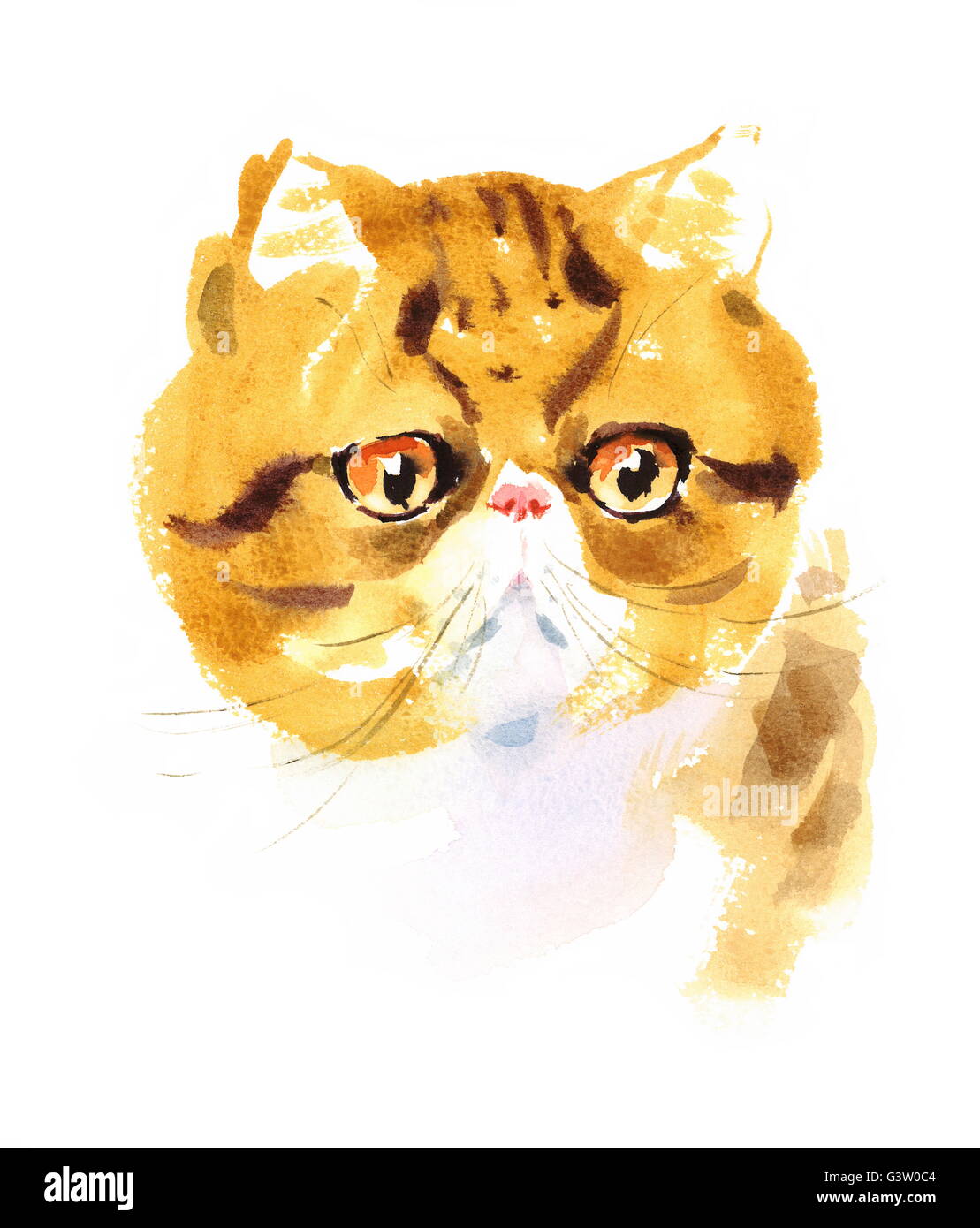 Aquarell exotisch Kurzhaar Katze handgezeichnete Tier Haustier Porträt Illustration Stockfoto