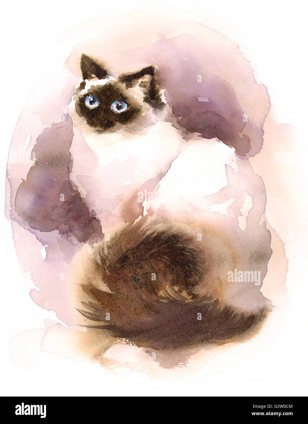 Aquarell Ragdoll siamesische Katze handgezeichnete Tier Haustier Porträt Illustration Stockfoto