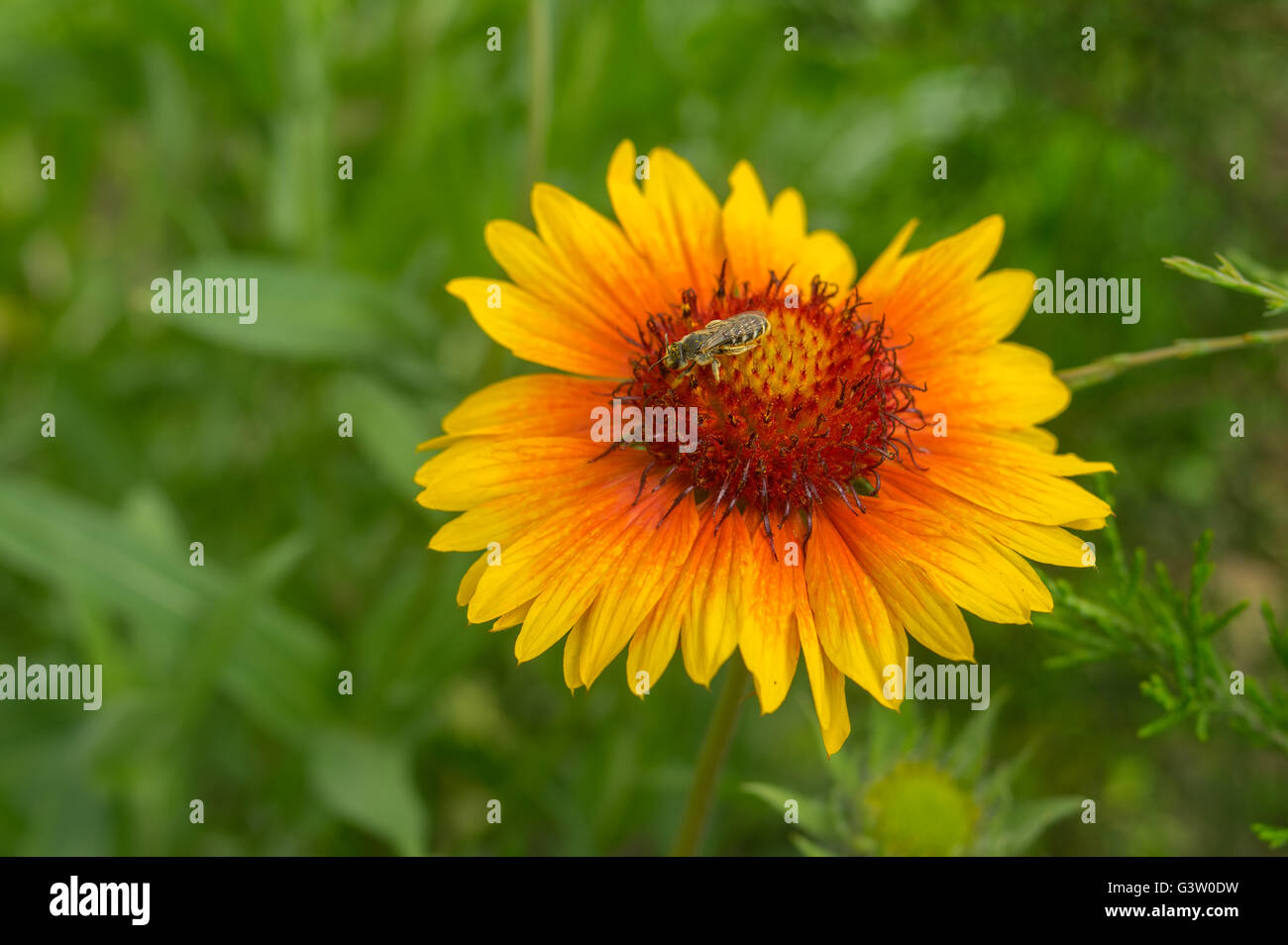 Einsame indische Decke Blume mit winzigen Insekten sammeln Nektar auf im Sommergarten Stockfoto