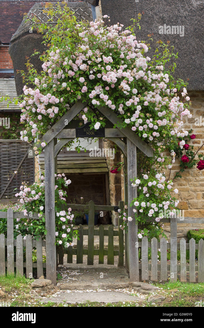 Pink climbing roses on stone Fotos und Bildmaterial in hoher