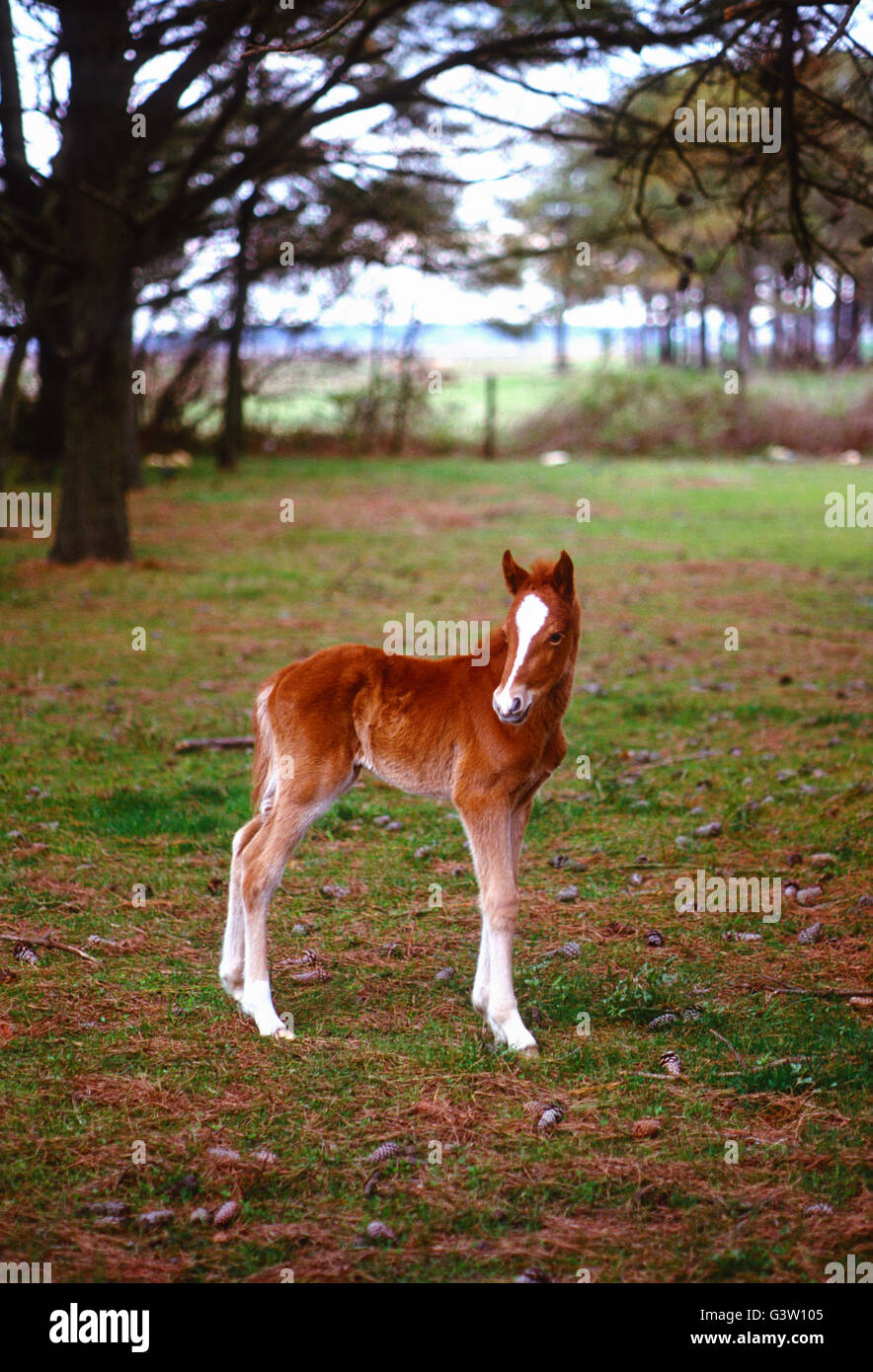 Junge Fohlen; Wildpferd (bekannt als "Ponys") in Chincoteague National Wildlife Refuge, Assateague Island, Virginia, USA Stockfoto