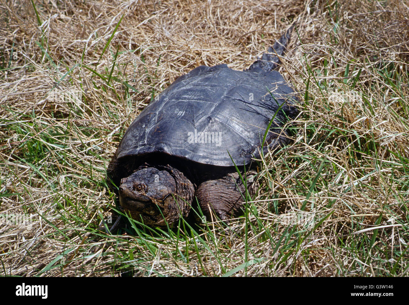 Gemeinsamen Schnappschildkröte (Chelydra Serpentina); Chincoteague National Wildlife Refuge, Assateague Island, Virginia, USA Stockfoto