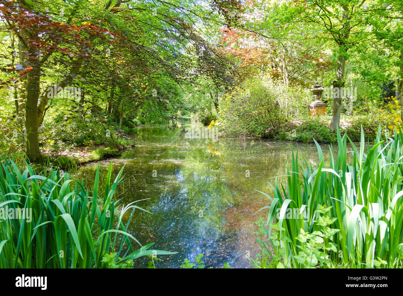 Reflexionen in einem Teich im Frühling in Windlesham Arboretum-5 Stockfoto