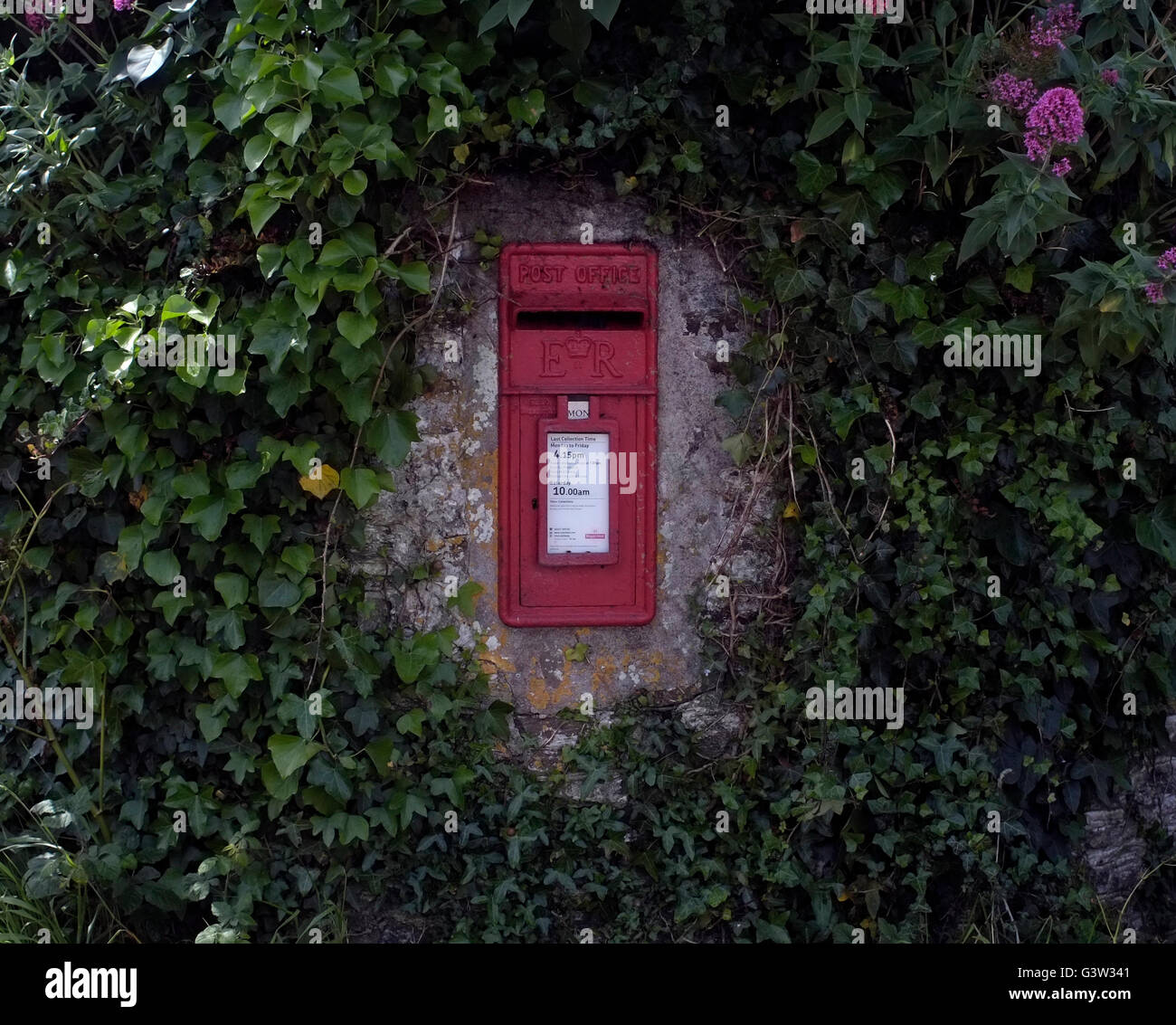 Efeu wächst im Laufe einer Wand neben einem Briefkasten in der Ortschaft Bohortha in Cornwall. Großbritannien - Foto von John Voos Stockfoto