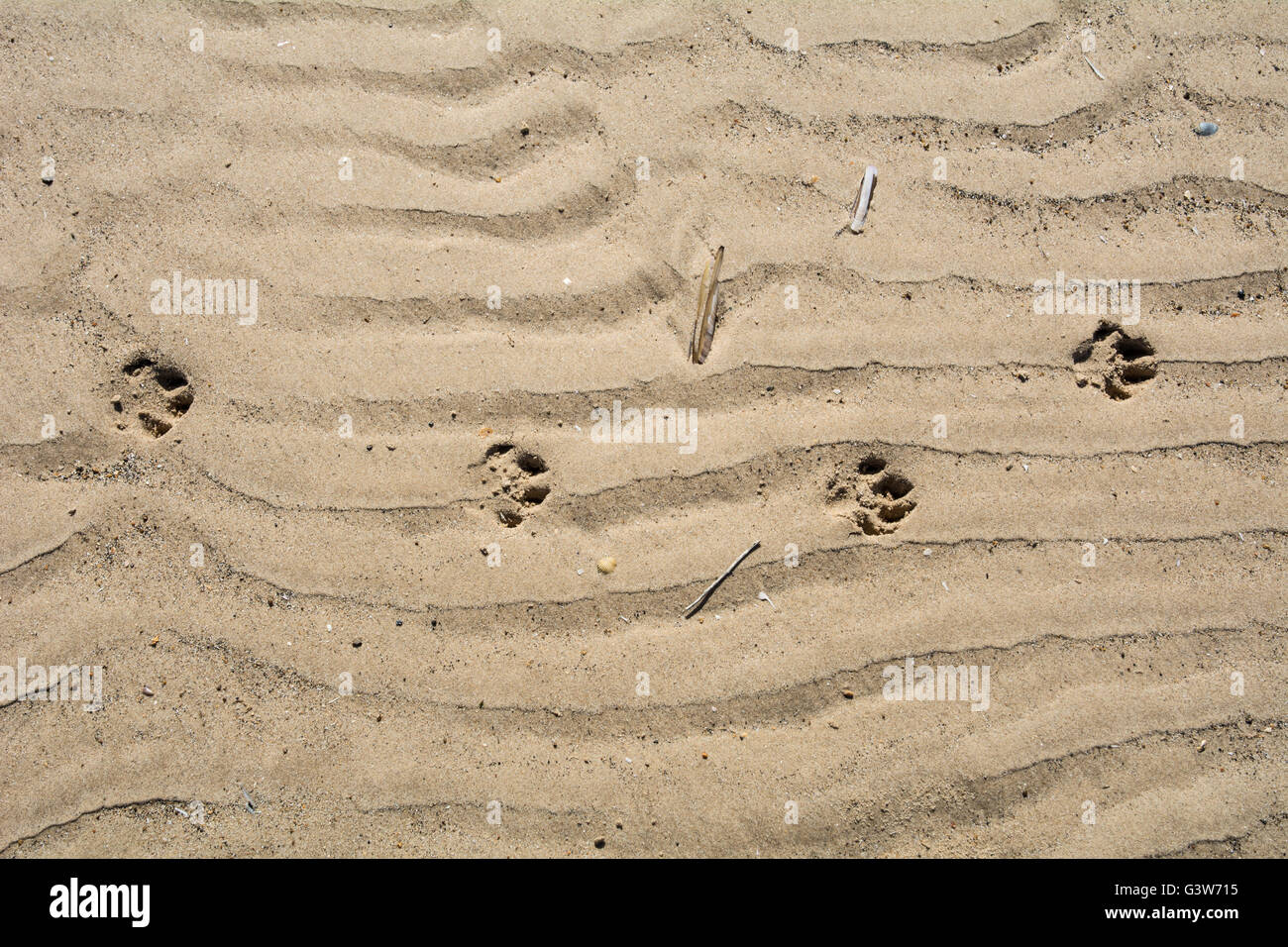 Hundepfote druckt in den Sand. Stockfoto