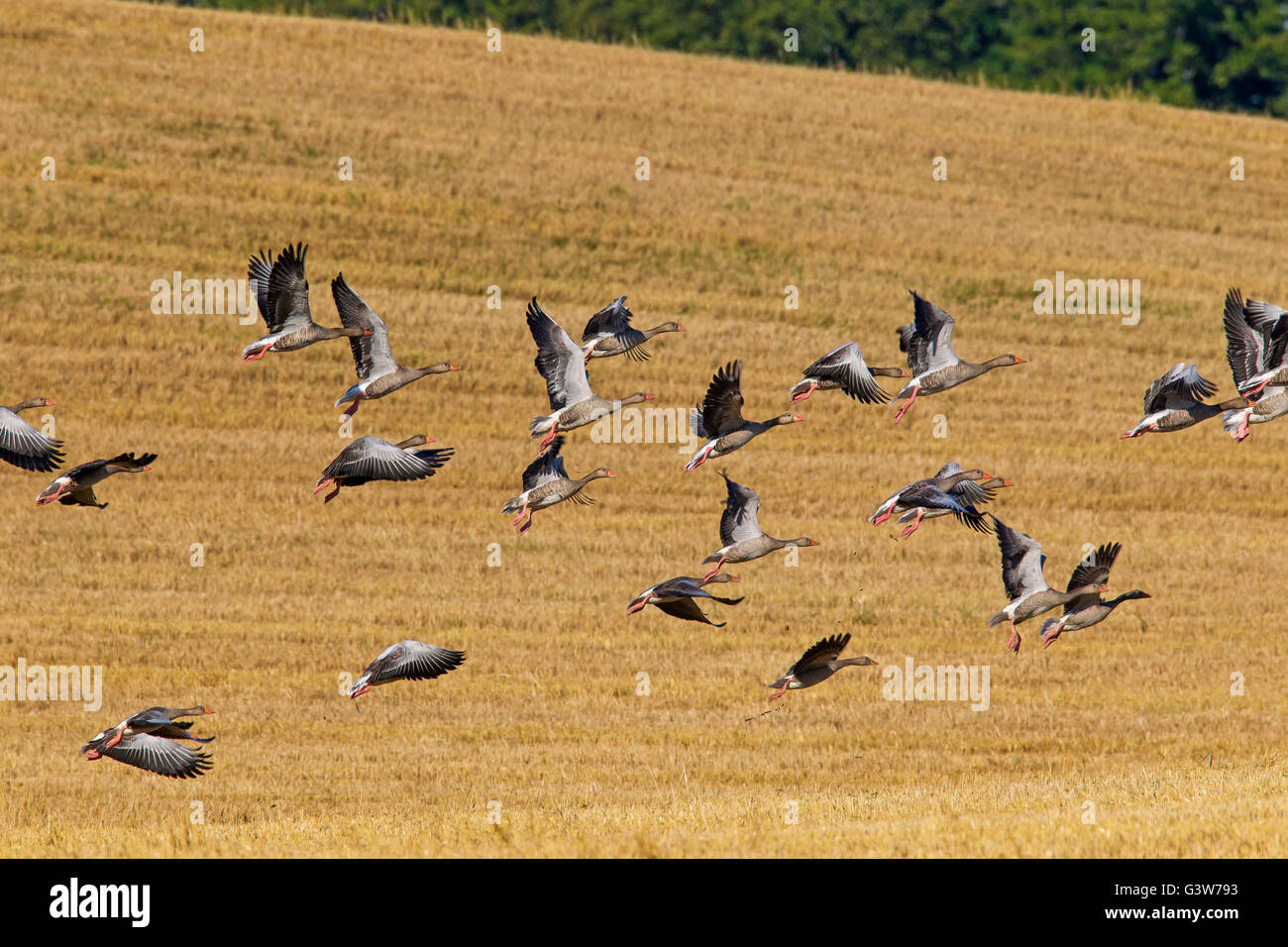 Graugans Gans Herde / Graylag Gänse (Anser Anser) ausziehen aus Stubblefield im Sommer Stockfoto