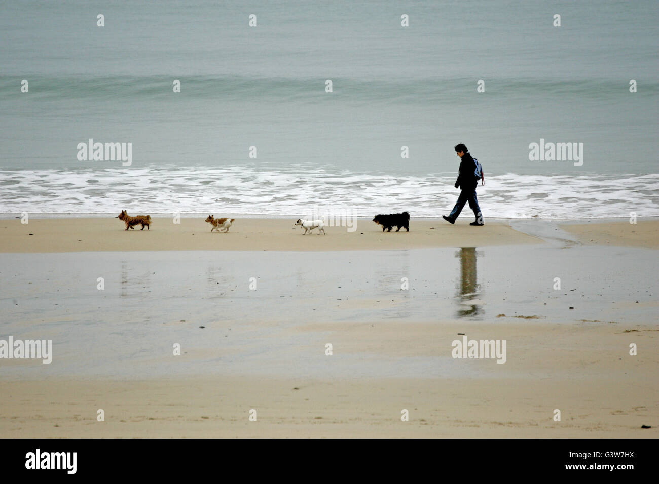 Frau, die Hunde am Strand von Cornwall mit all den Hunden bildet eine saubere Linie. Stockfoto