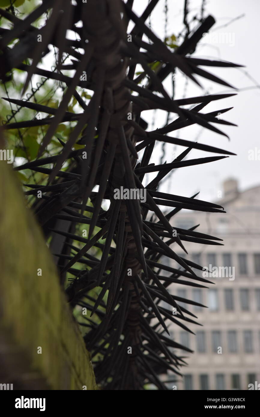 Stacheldraht Stockfoto