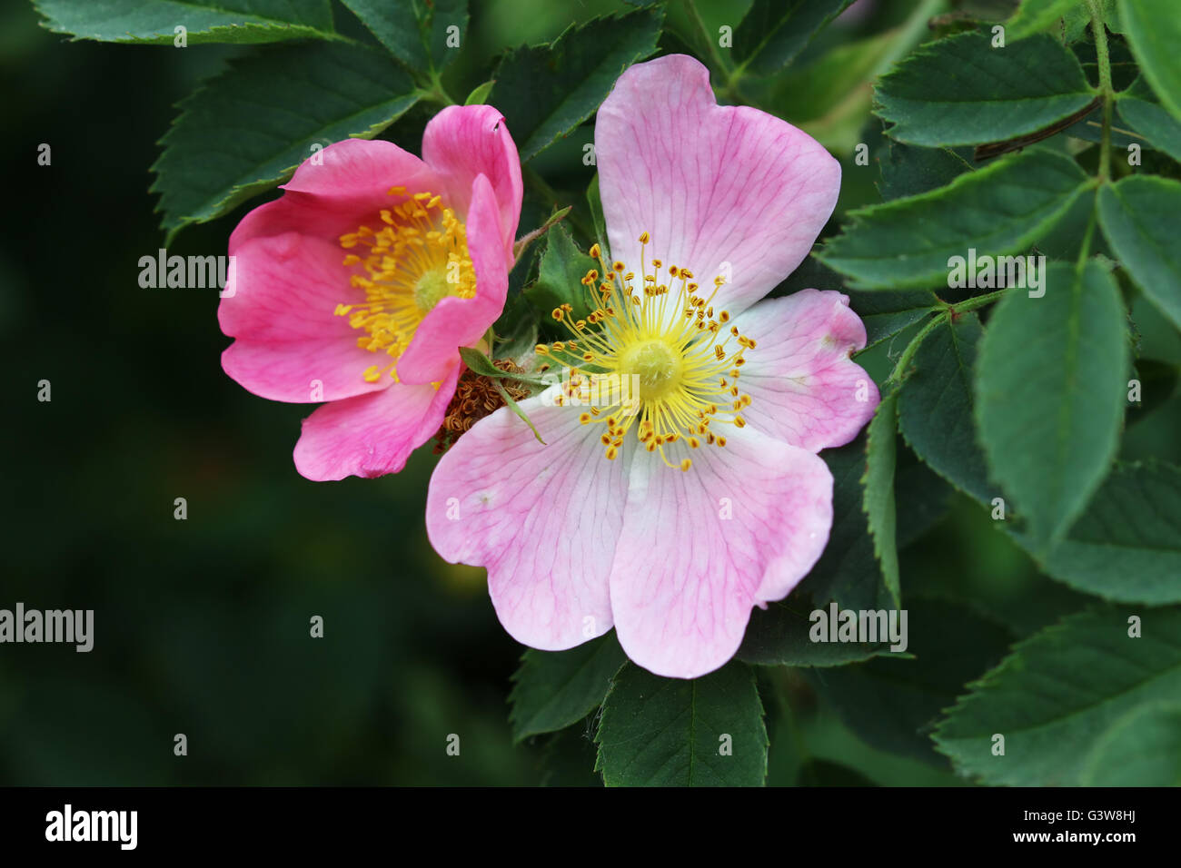 Blüte der wilden rose Strauch Stockfoto