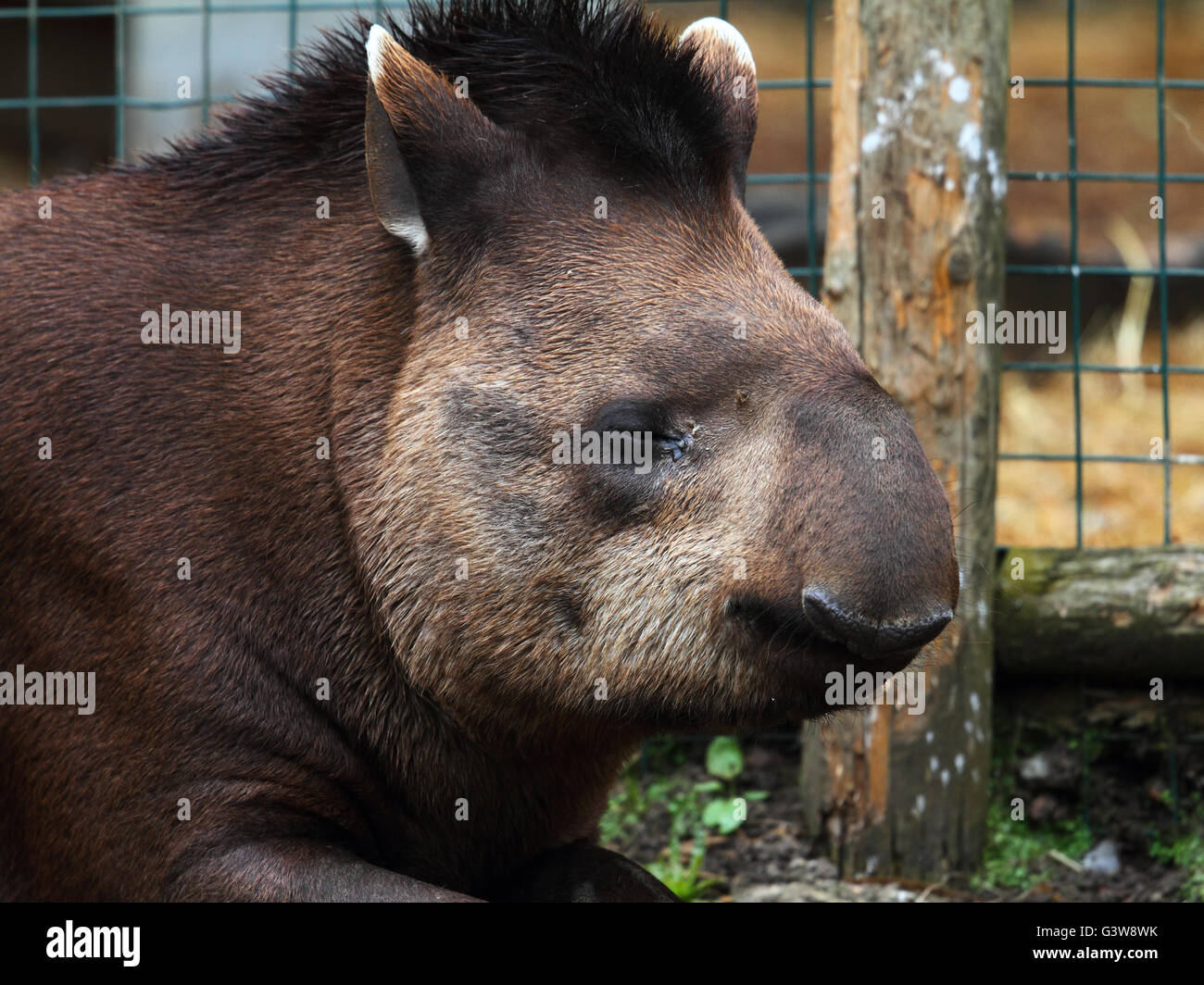 South American Tapir (Tapirus Terrestris) Stockfoto