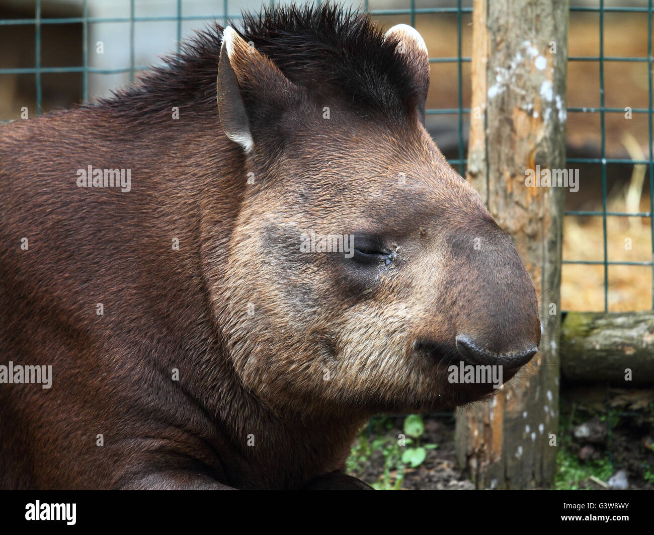 South American Tapir (Tapirus Terrestris) Stockfoto