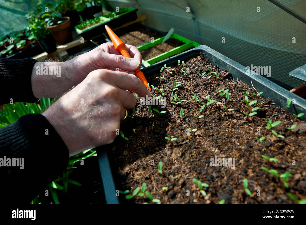 Nahaufnahme der Person Gärtner Hände Mann Ausdünnen aus Ringelblume Sämlinge in einem Gewächshaus im Frühjahr England Großbritannien GB Großbritannien Stockfoto