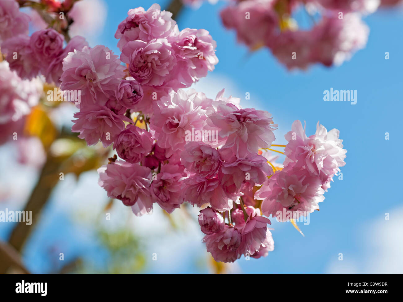 Nahaufnahme von rosa blühenden Zierkirschbaumblüten Blüte im Frühling England GB Vereinigtes Königreich GB Großbritannien Stockfoto