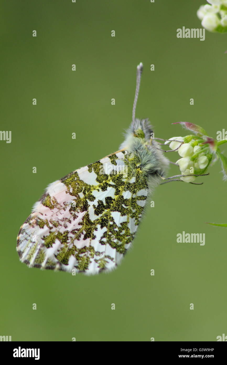 Orange Tipp Schmetterling (Anthochari) männlich ruht auf Kuh Petersilie in einem Feld Hecke Lebensraum in Nottinghamshire, England UK - Mai Stockfoto