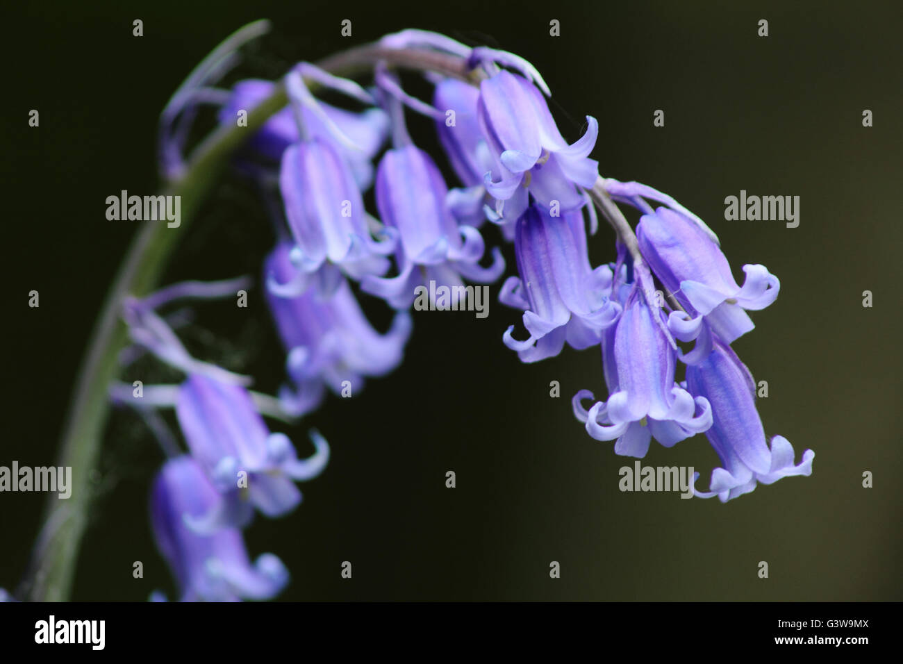 Flowerhead eine englische Bluebell (Hyacinthiodes non-Scripta) in einem Laubwald in Derbyshire England UK Stockfoto