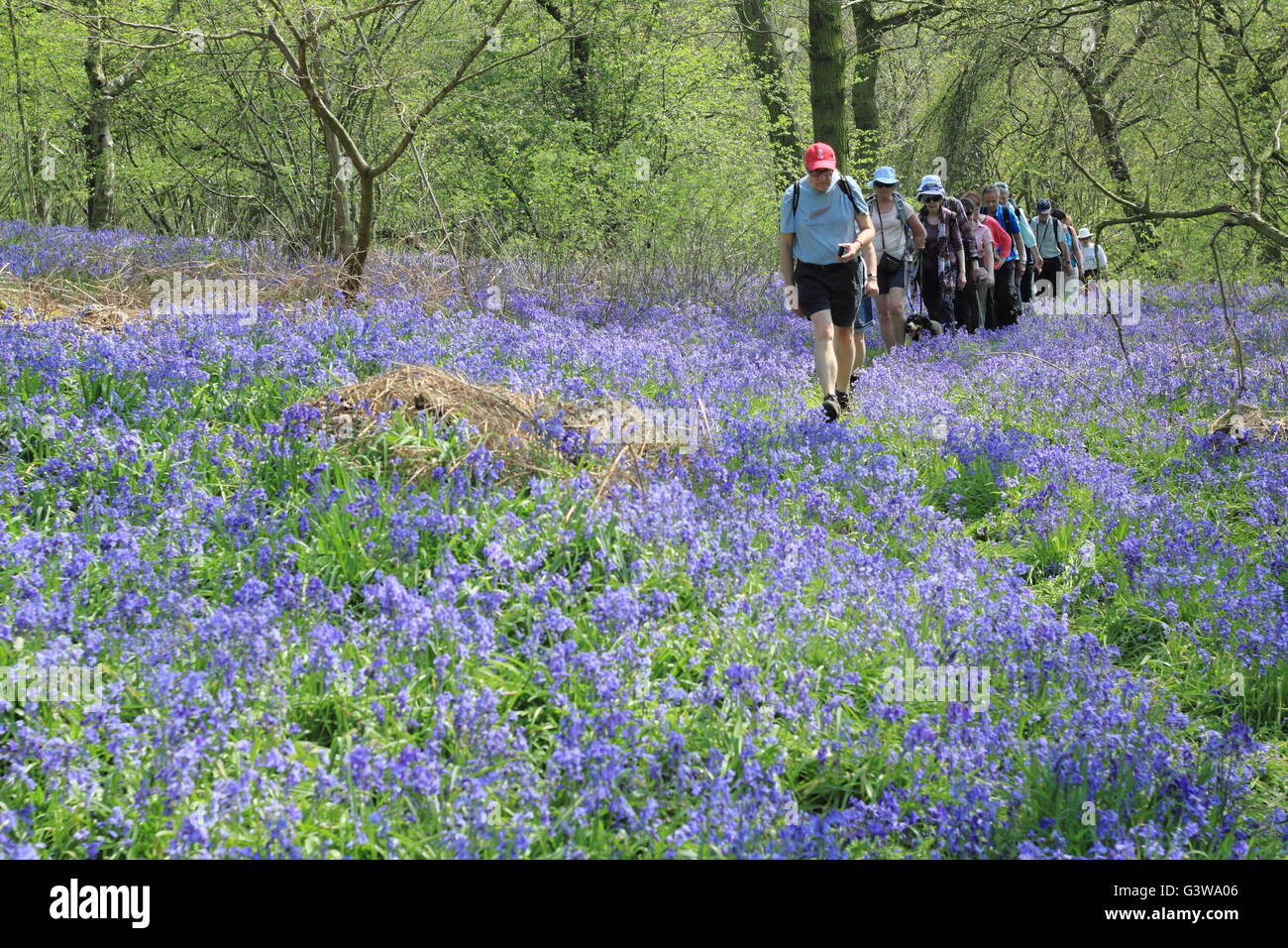 Die Menschen gehen über eine englische Bluebell Holz auf dem Anwesen Hardwick Hall, Derbyshire als Teil des Chesterfield Walking Festival, UK Stockfoto