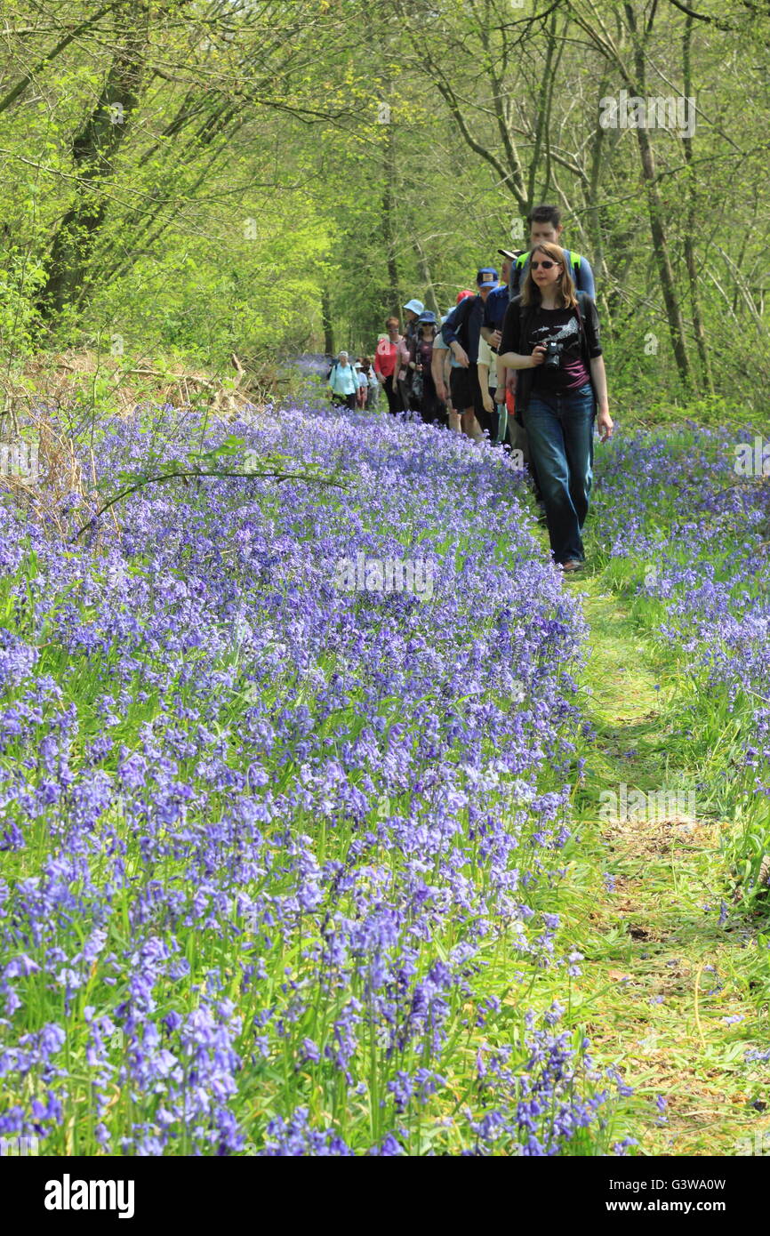 Menschen auf einer geführten Wanderung durch eine englische Bluebell Holz auf dem National Trust Hardwick Anwesen in Derbyshire, England, UK Stockfoto