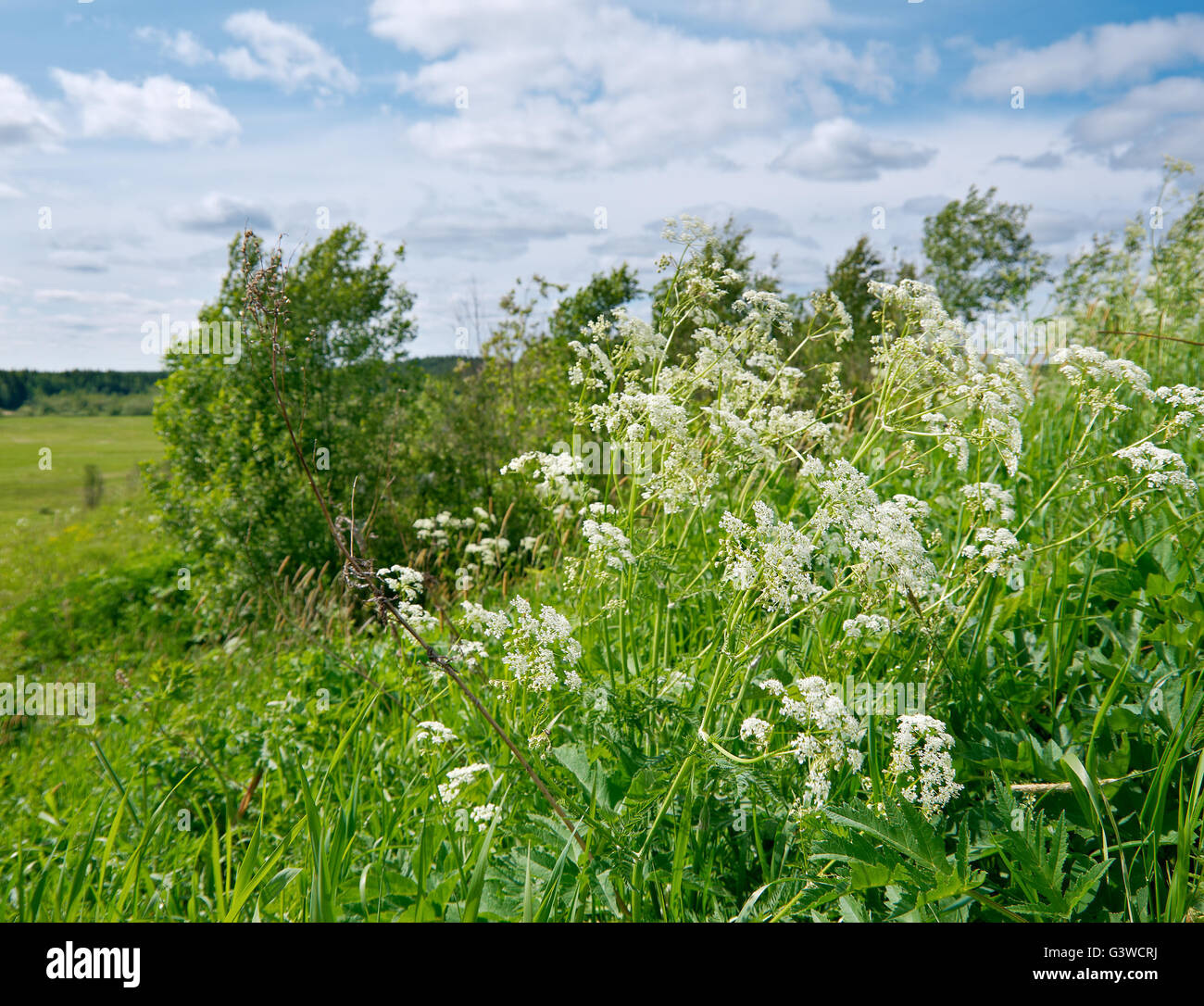 Russische Frühlingswiese mit Blumen. Die Region Archangelsk. Russischen Norden. Stockfoto