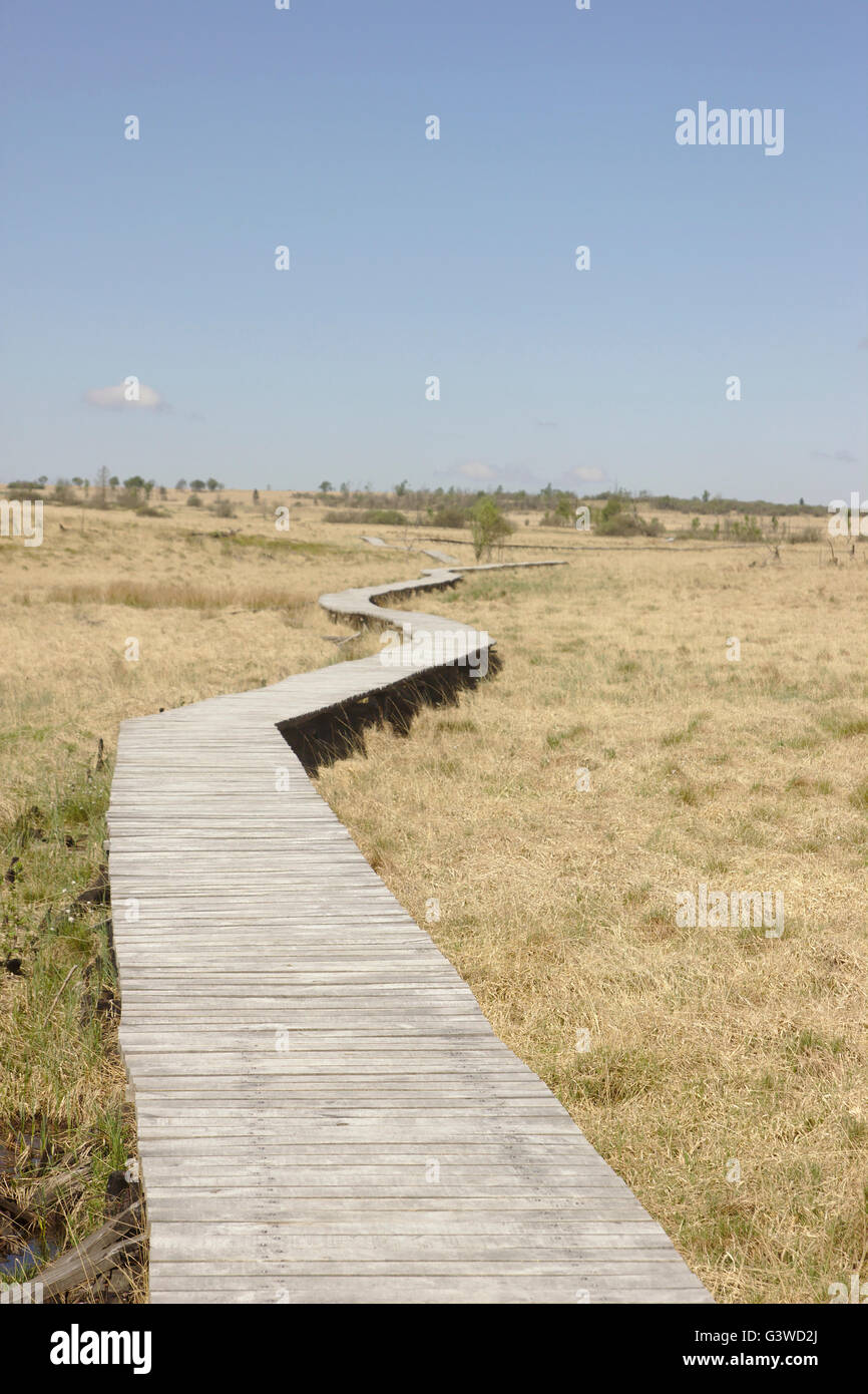 Hohe Venn (Hautes Fagnes, Hohes Venn, Hoge Venena) in der Nähe von Baraque Michel, hob Moor in Belgien Stockfoto