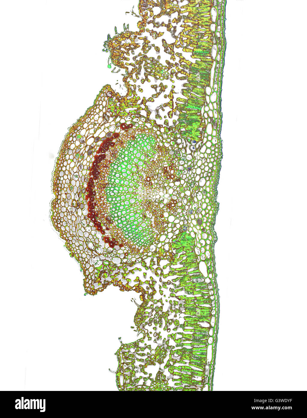Mikro Foto eines Blattes Nerium Oleander Stockfoto