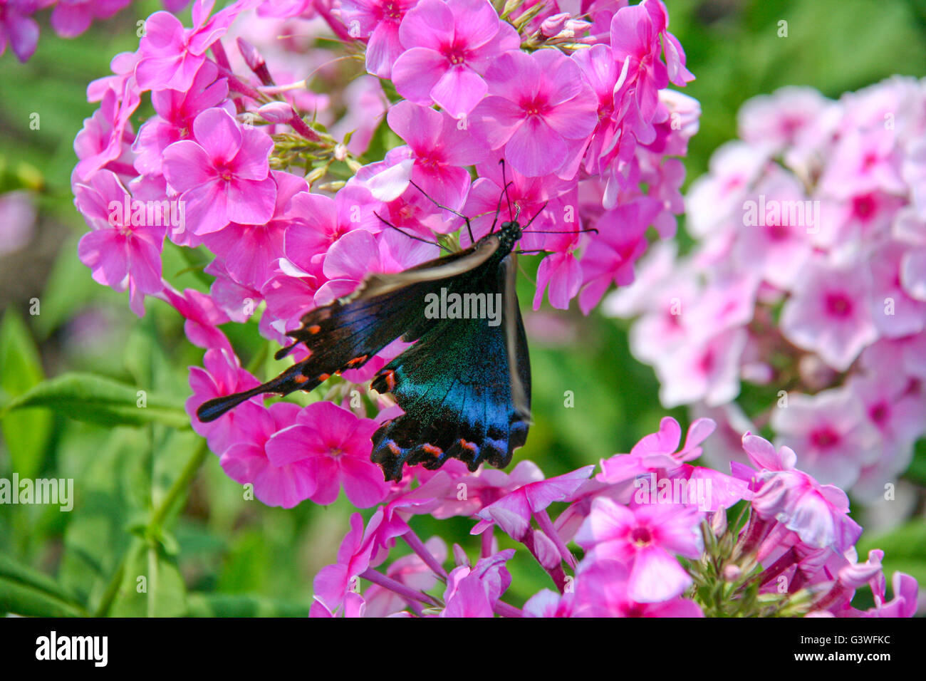Helles Perlmutt irisiert auf den Flügeln eines Schmetterlings. Stockfoto