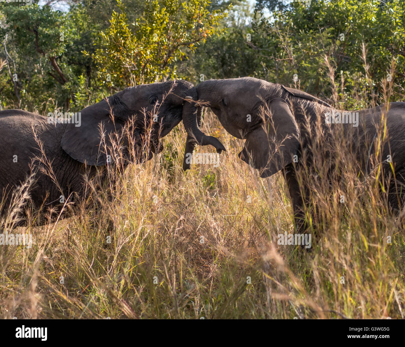 Junge Elefanten spielen fightoing Stockfoto