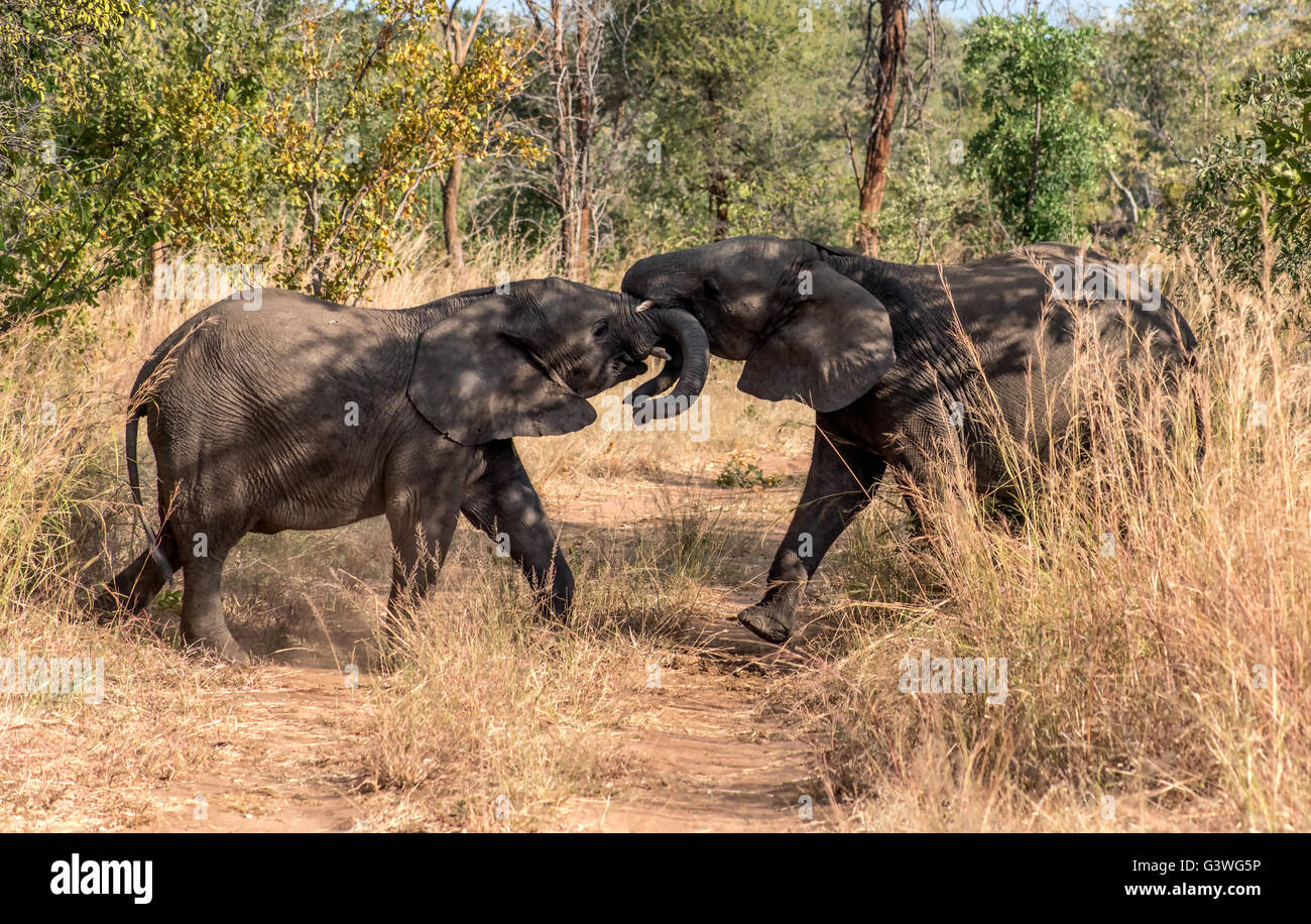 Junge Elefanten spielen fightoing Stockfoto