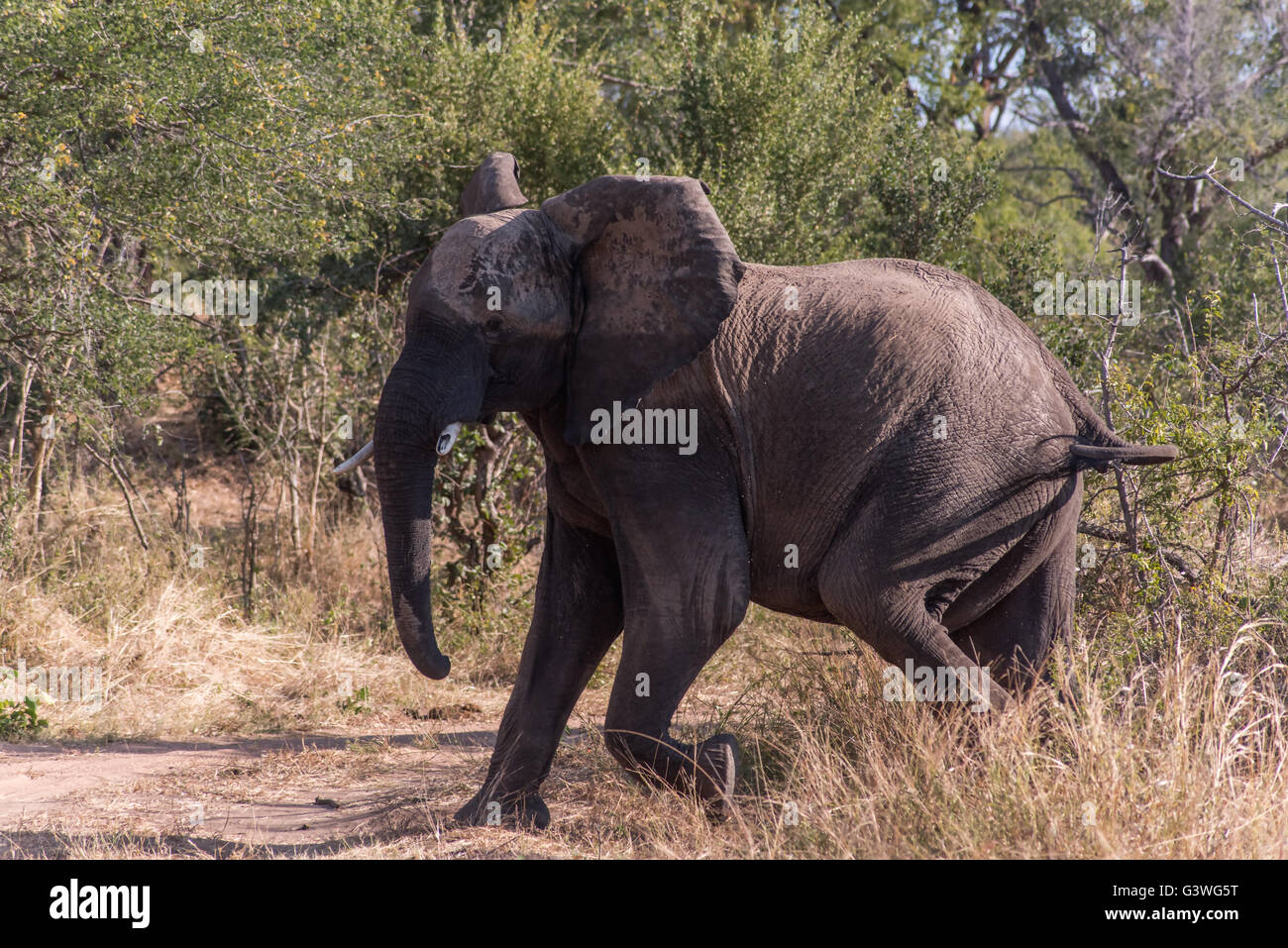 Afrikanische Elefanten im Zambezi Nationalpark Simbabwe Stockfoto