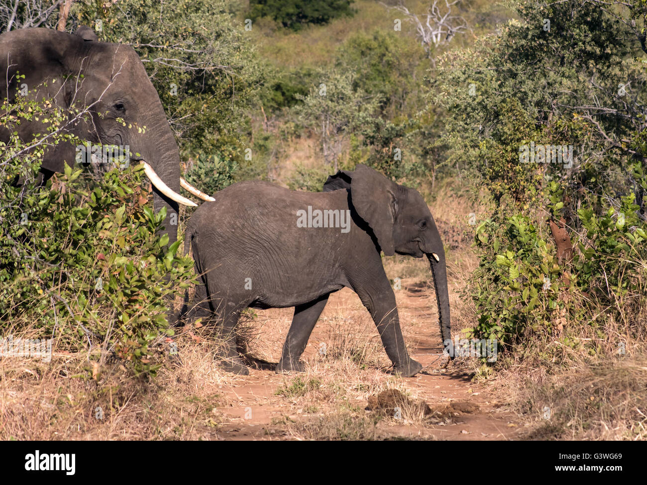 Afrikanischer Elefant und Kalb im Zambezi Nationalpark Simbabwe Stockfoto