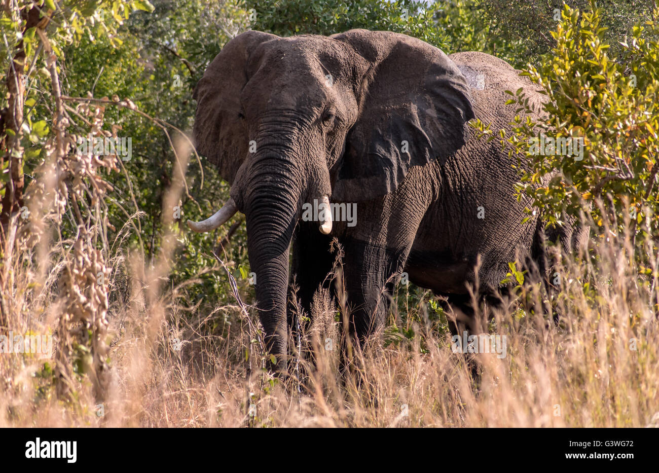 Afrikanische Elefanten im Zambezi Nationalpark Simbabwe Stockfoto