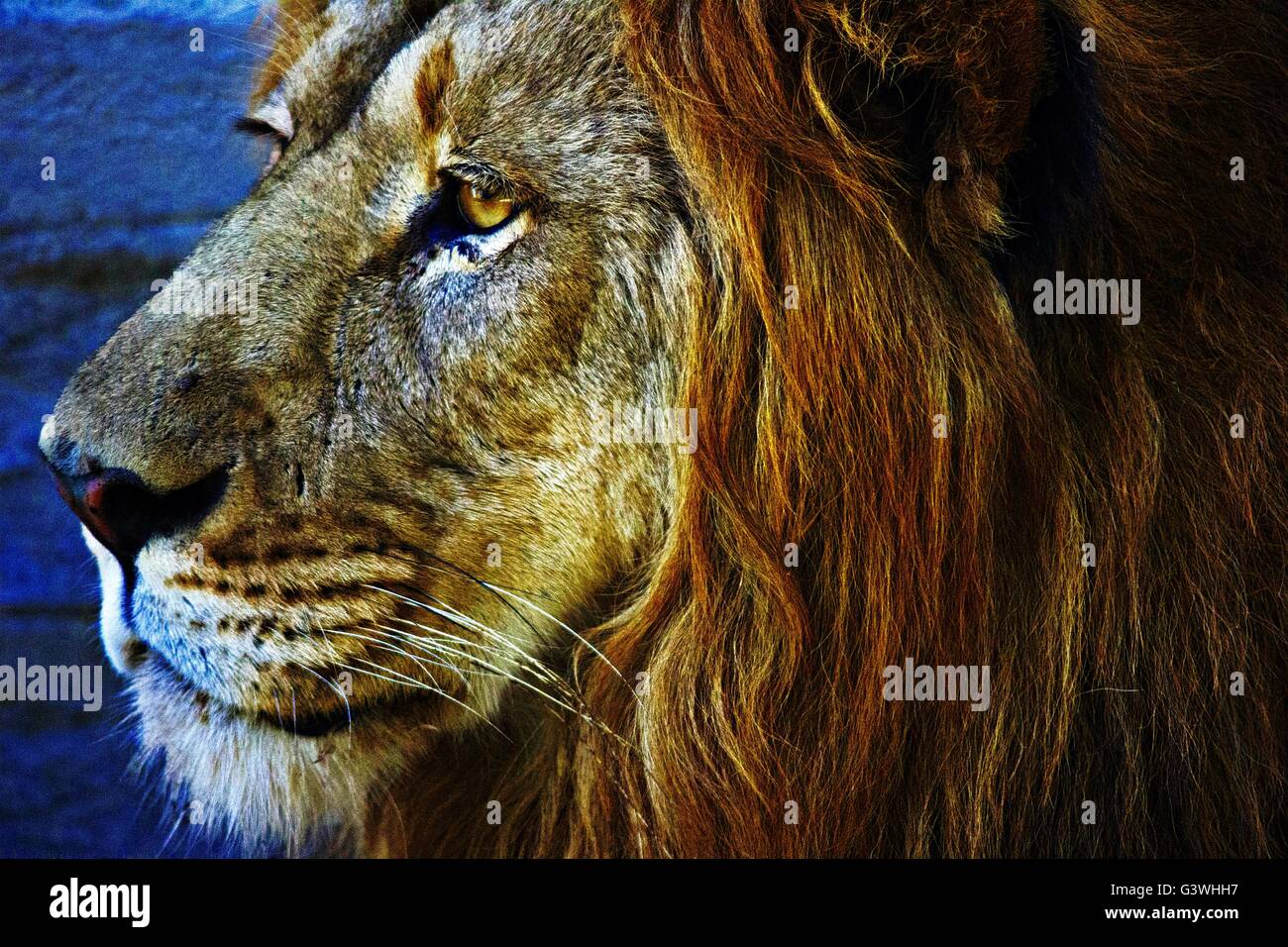 König der Löwen Stockfoto