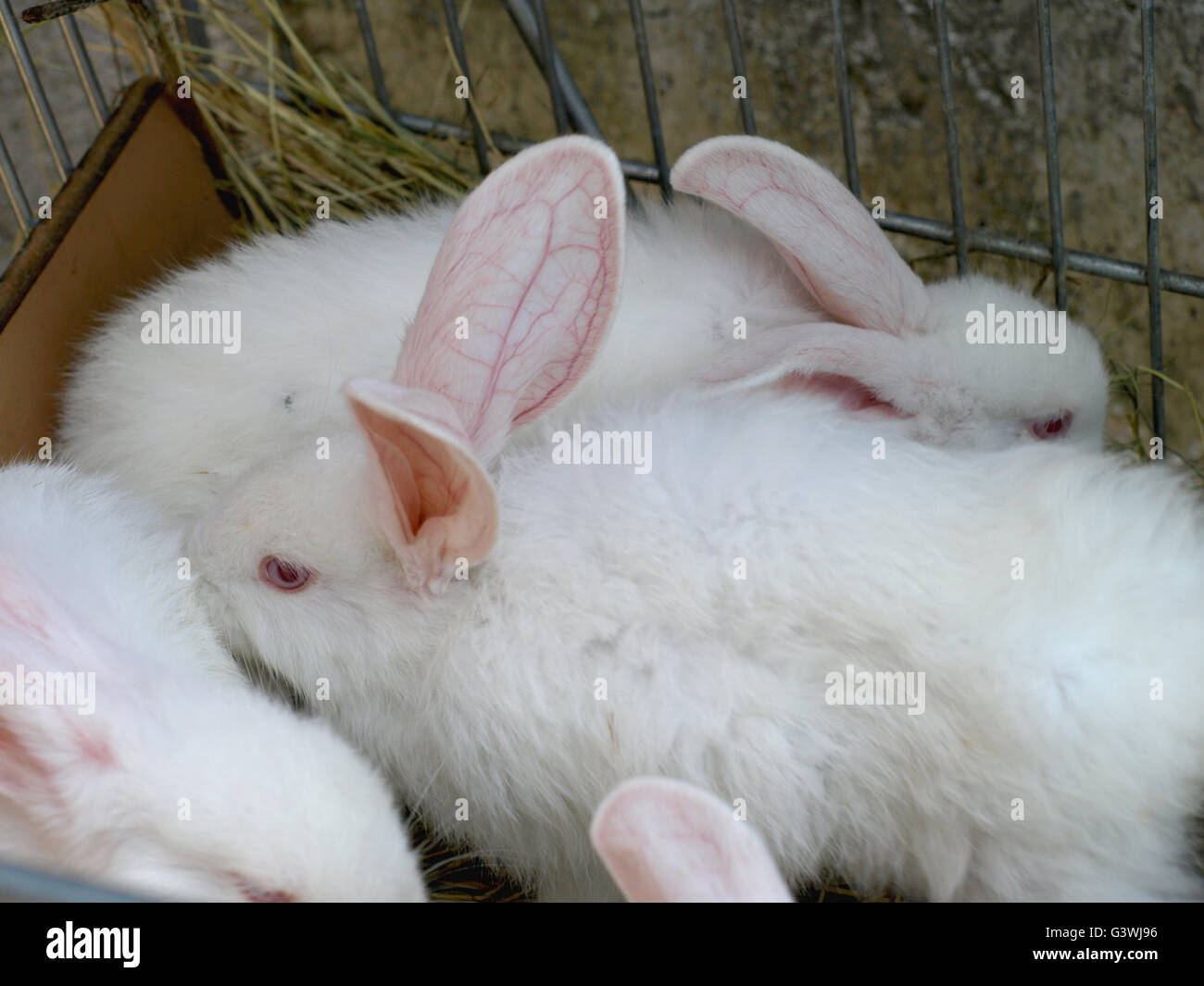 Kaninchen auf Bauernhof mit Tieren im Kaninchenstall Stockfotografie - Alamy