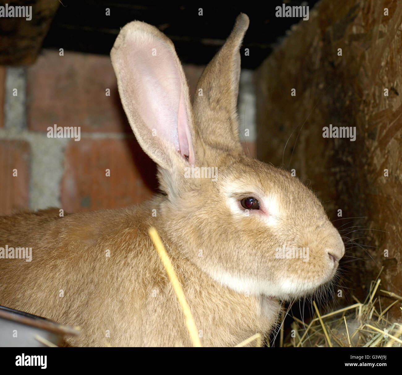 Kaninchen auf Bauernhof mit Tieren im Kaninchenstall Stockfotografie ...