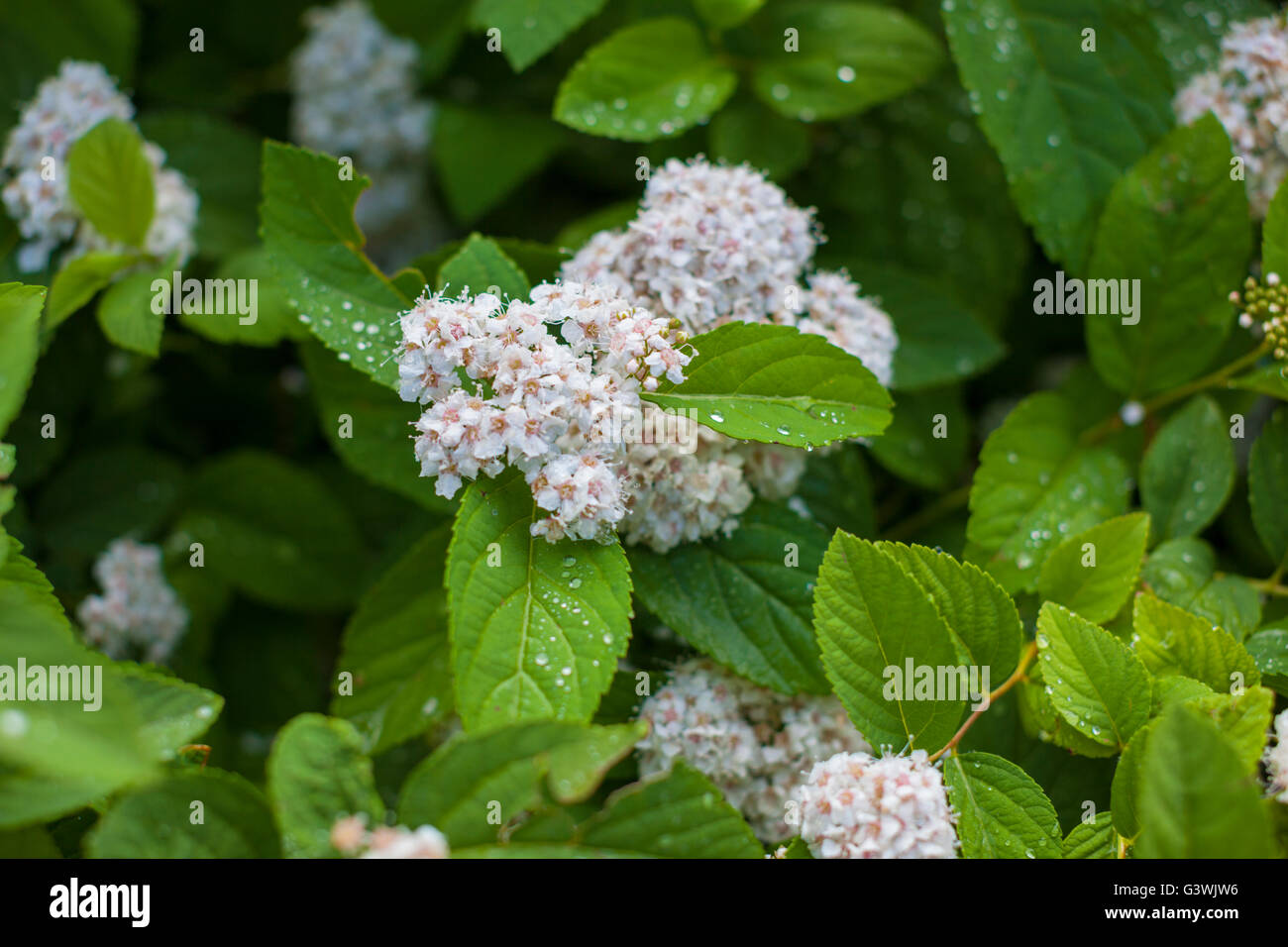 Weiße Hortensie Blüten und Blätter, nass. Stockfoto