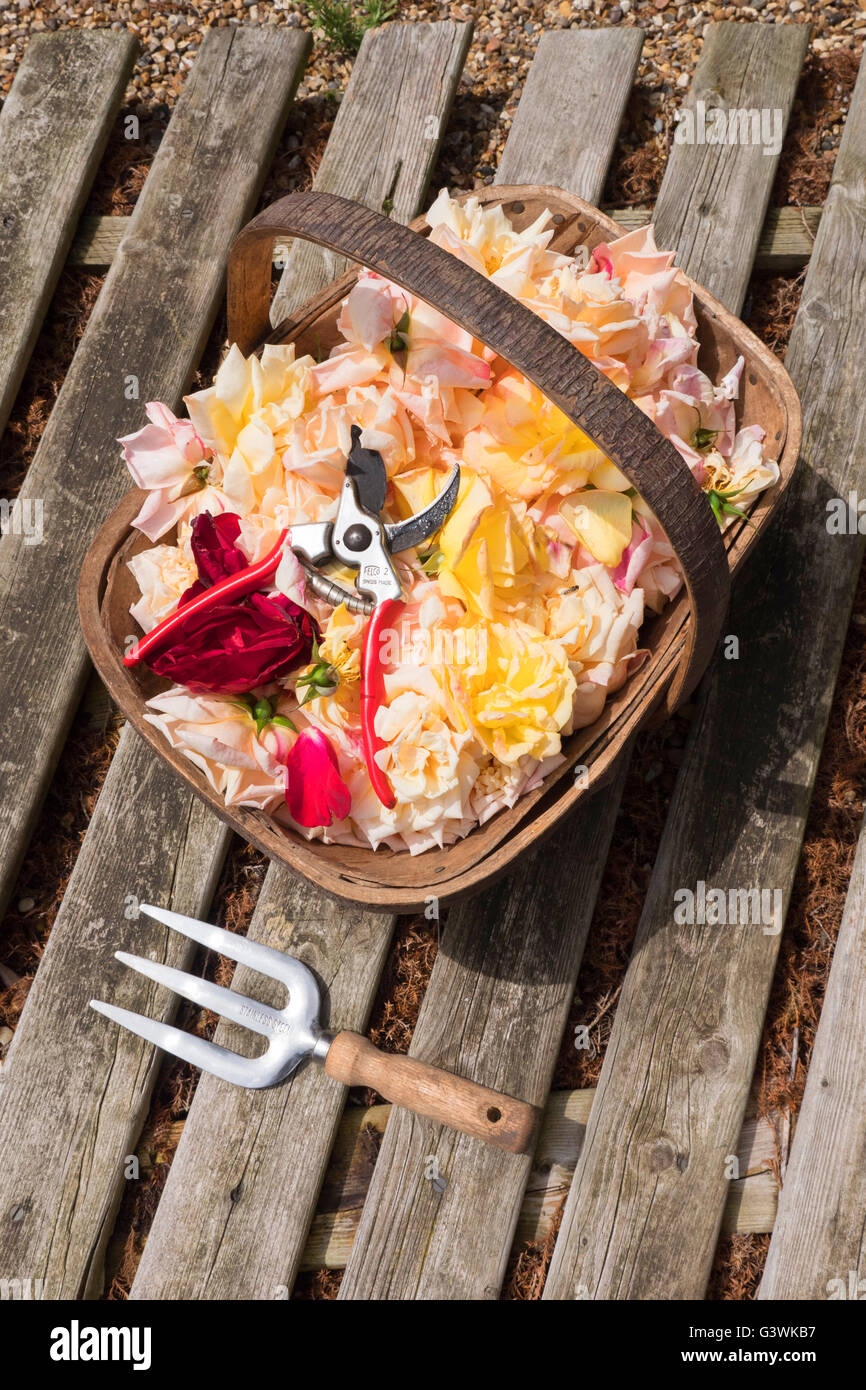Traditionelle hölzerne Garten Trug gefüllt mit Rosenblättern und Paar Gartenschere Stockfoto