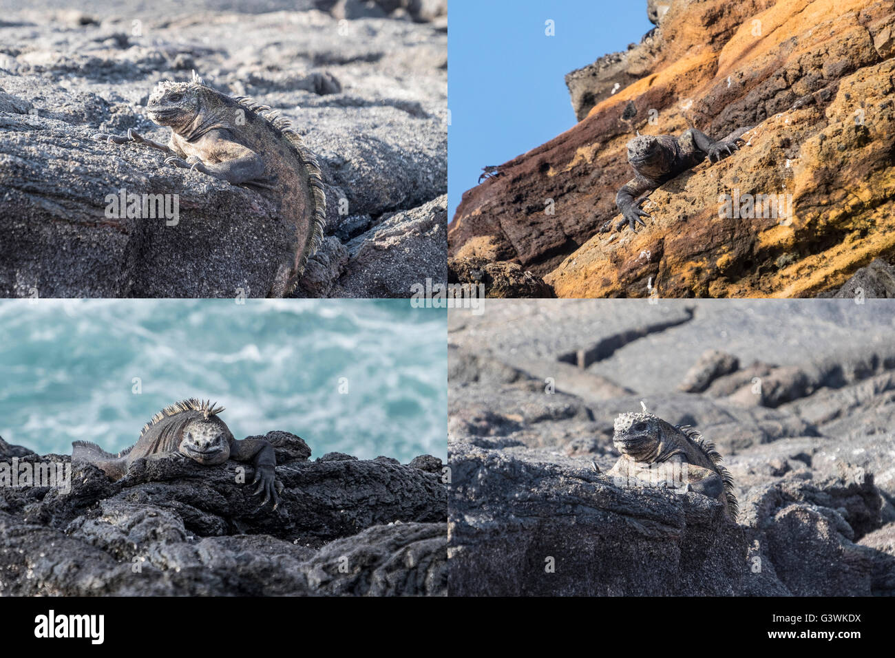 Sammlung von Bildern der Leguane auf den Galapagos-Inseln Stockfoto