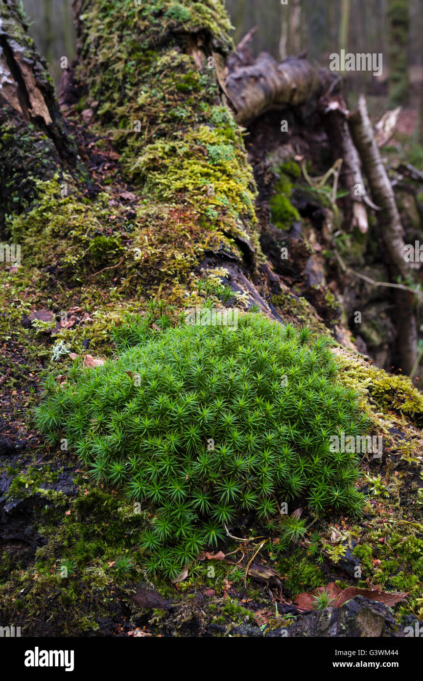 Britische Wald Sterne Moos Stockfoto